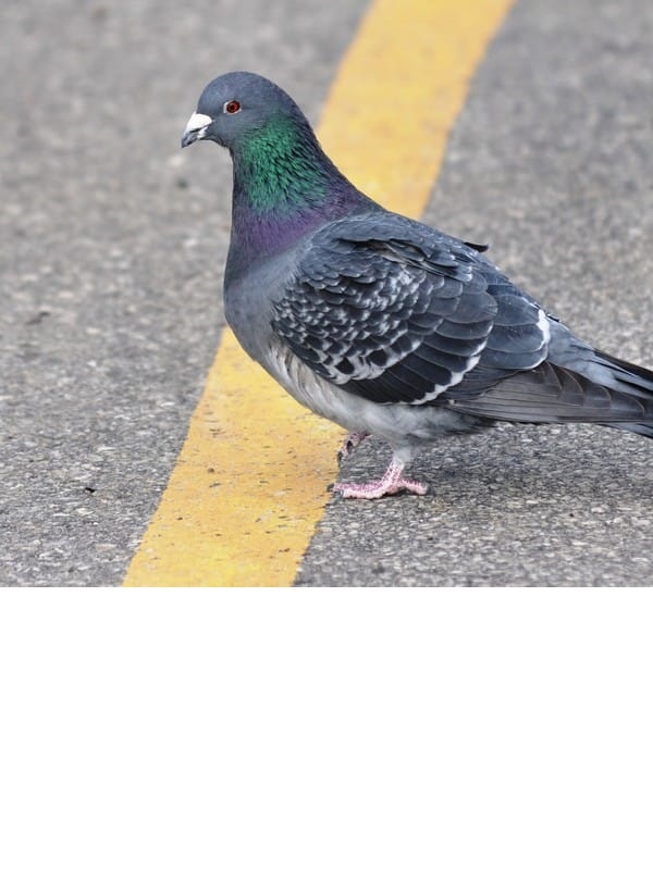 This Random Pigeon Became the Lead Singer?! Book