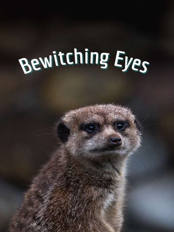 Bewitching Eyes Book
