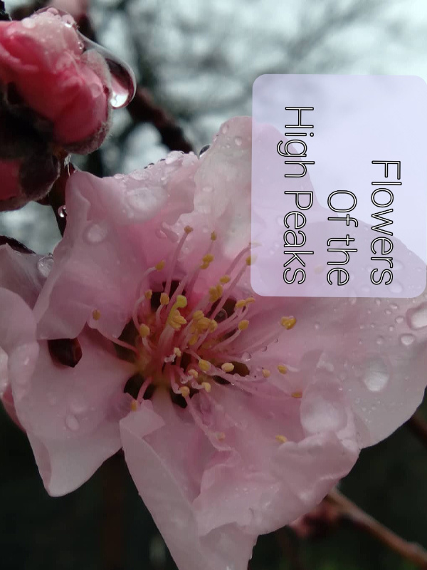 Flowers of the High Peaks Book