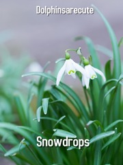 SnowDrops Book