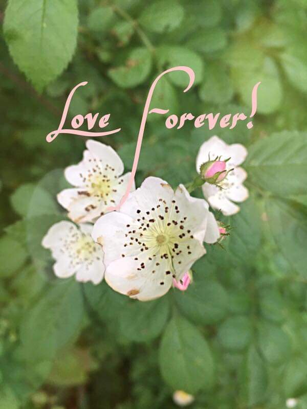 Love Forever!
