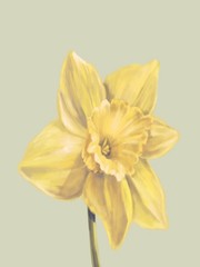 The Daffodil in the Field Book