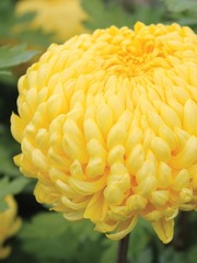 Yellow Chrysanthemum Book