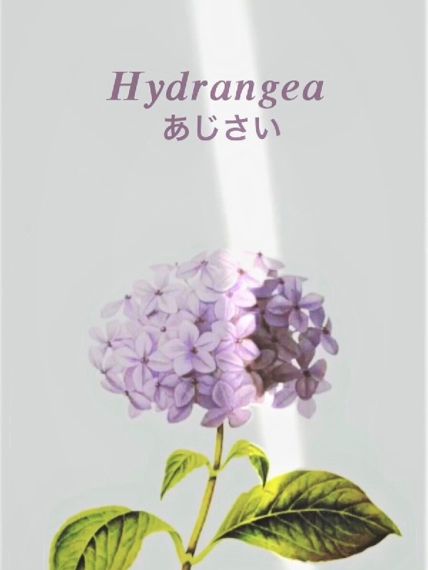 Hydrangea あじさい Book