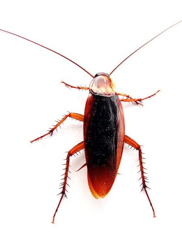 Gross Mutant Cockroaches Inhabited by Space Parasites