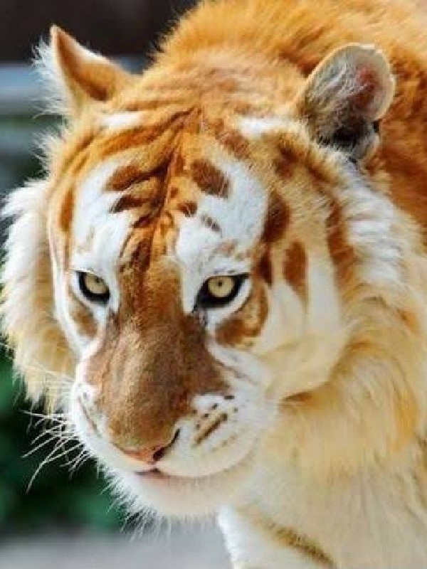 Liger In Another World: Transmigrated to another world as a liger