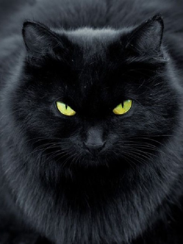 RE: Black Cat