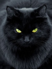 RE: Black Cat Book