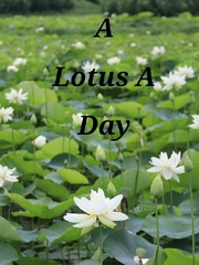 (BL) A Lotus A Day Book