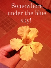 Somewhere under the blue sky! Book