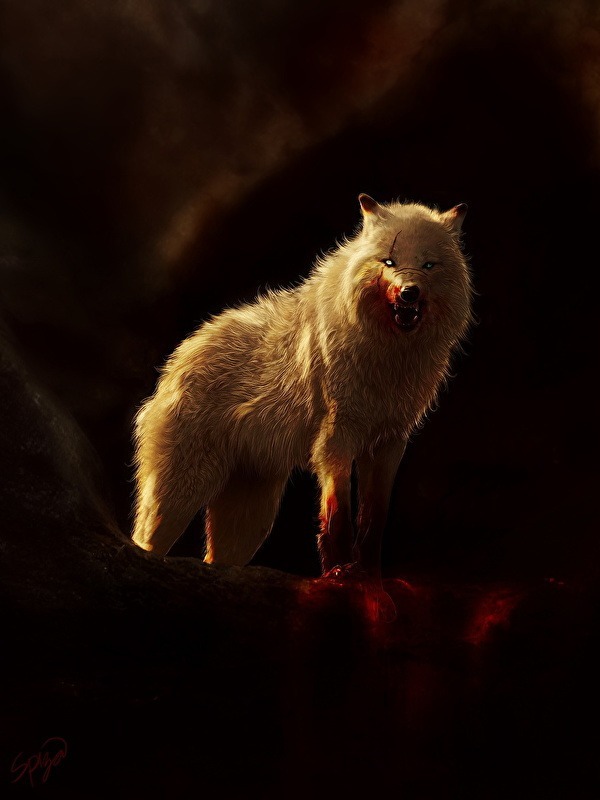 Волк кровь фото Волк кровь фото