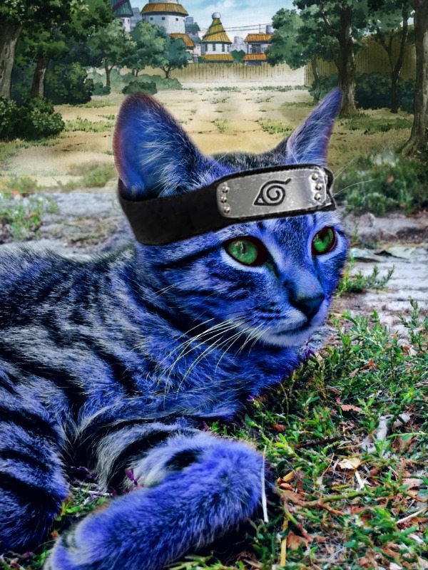 ninja cats naruto