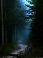 The Midnight Path Book