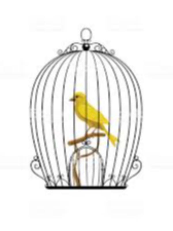 the bird cage