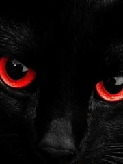 Cat with Crimson Eyes Book