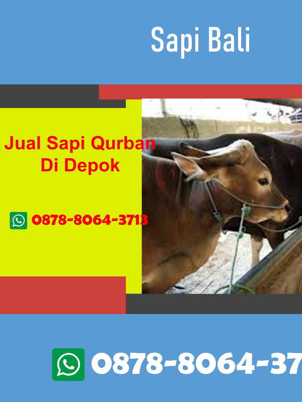 WA 0878-8064-3713, Jual Sapi Qurban Di Cilodong Depok