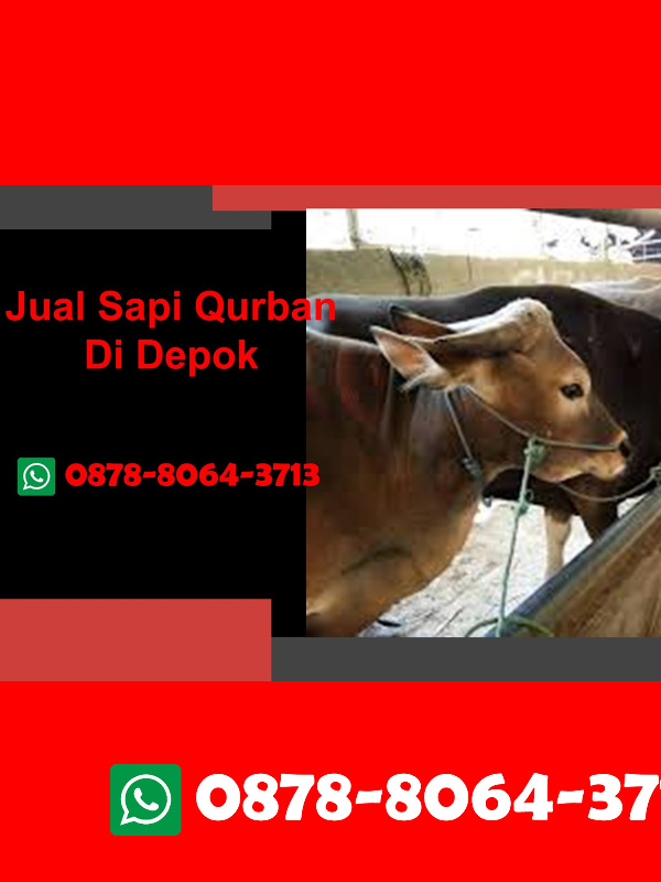 WA 0878-8064-3713, Jual Sapi Qurban Di Depok