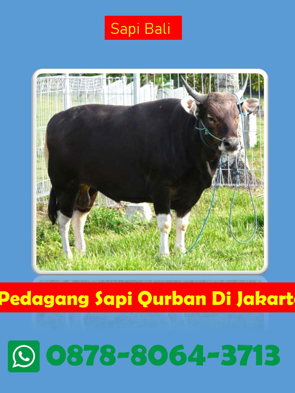 WA 0878-8064-3713, Harga Sapi Qurban Jakarta