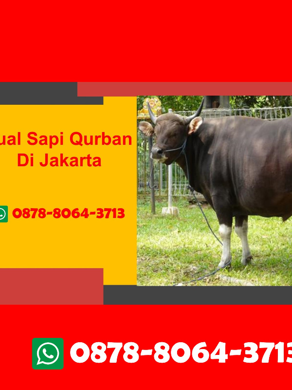 WA 0878-8064-3713, Harga Sapi Qurban Jakarta Selatan