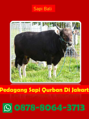 WA 0878-8064-3713, Harga Sapi Qurban Jakarta Pusat Book