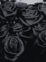 Black rose Book
