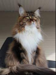 Errol The Maine Coon Book