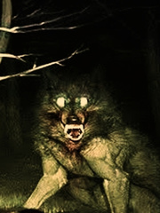 What I Wish Everyone Knew About Werewolf Book