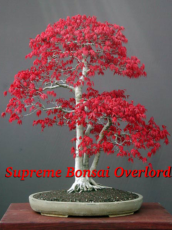 Supreme Bonsai Overlord