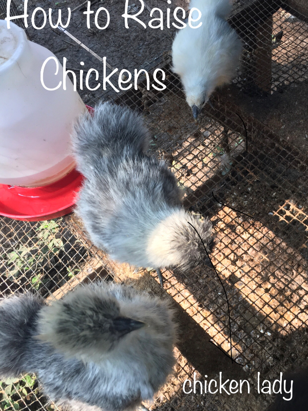 How to Raise Chickens Book