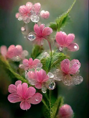 Dewdrops on Flowerpetals BL Book