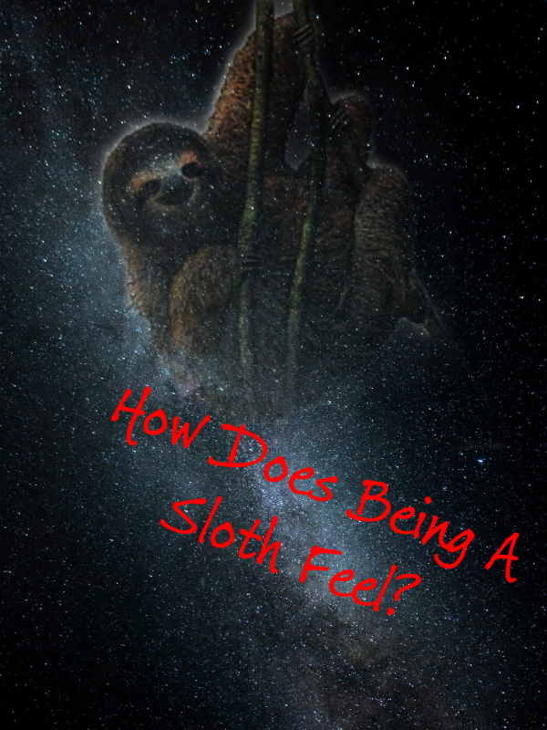 How Does Being A Sloth Feel? Book