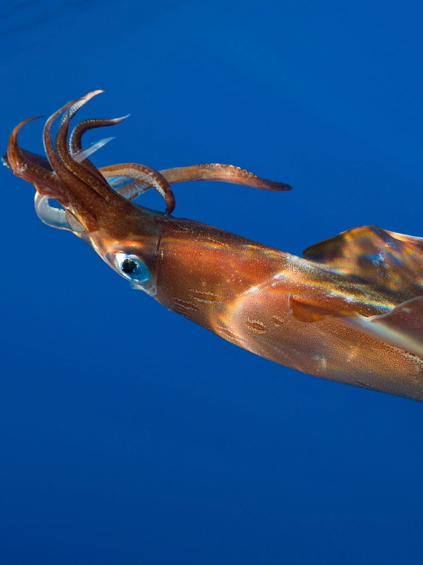 Reincarnated as a Squid in a Fantasy World
