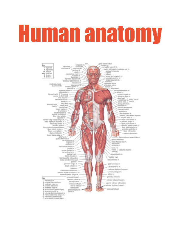 Human anatomy Book