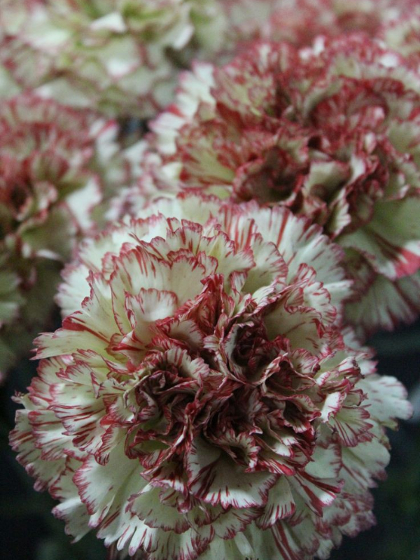 White Carnations : Love & Blood