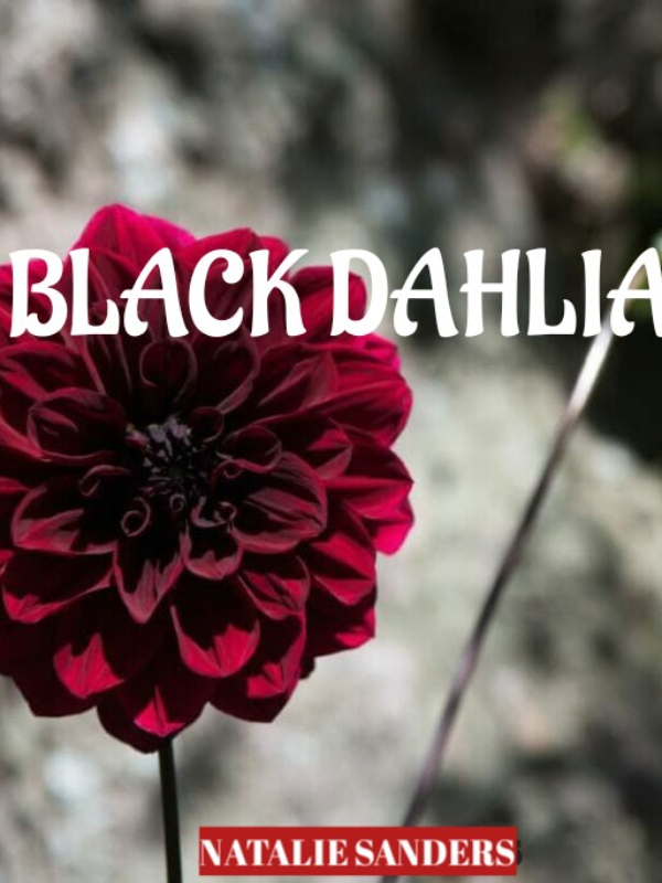 A Black Dahlia
