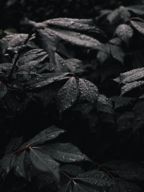 BLACK LEAVES FLEETING