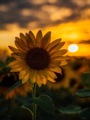 Sunflower. Book