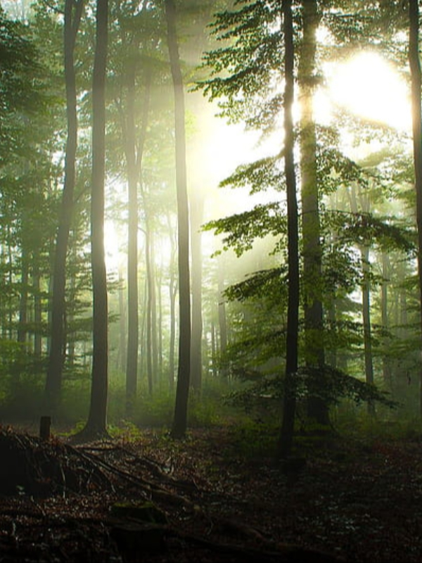 RENACIMIENTO EN CREPUSCULO